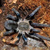 Cobalt Blue Tarantula