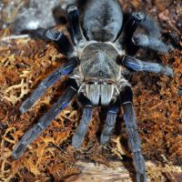 Cobalt Blue Tarantula