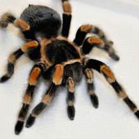 Mexican Red Knee Tarantula