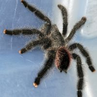 Peruvian Pink Toe Tarantula