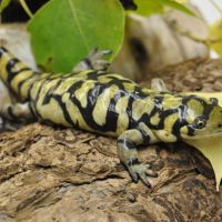 Tiger Salamander