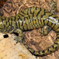 Tiger Salamander