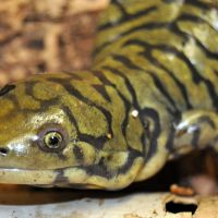 Tiger Salamander