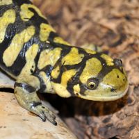 Tiger Salamander