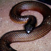 Tiger Snake