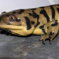 Tiger Salamander
