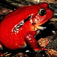 Tomato Frog