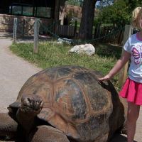 Alanna and the Tortoise