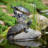 Tortuga Falls Turtles