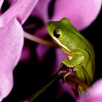 Tree Frog