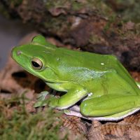 Tree Frog Giant