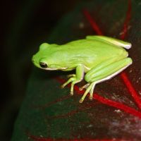 Tree Frog