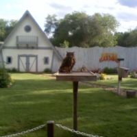 Asian owl in the bird show