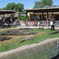 gator show