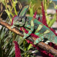 Veiled Chameleon