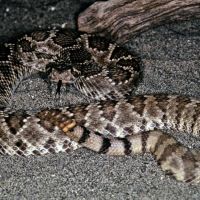 Western Diamondback Rattlesnake