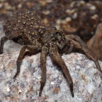 Wolf Spider and babies