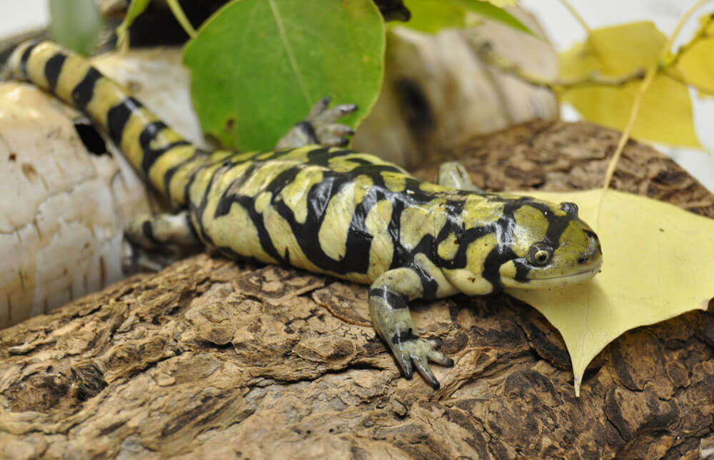Salamander Information Salamander Fun Facts Reptile Gardens