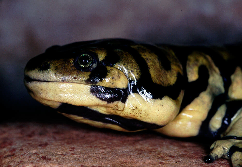 Tiger Salamander Life Cycle