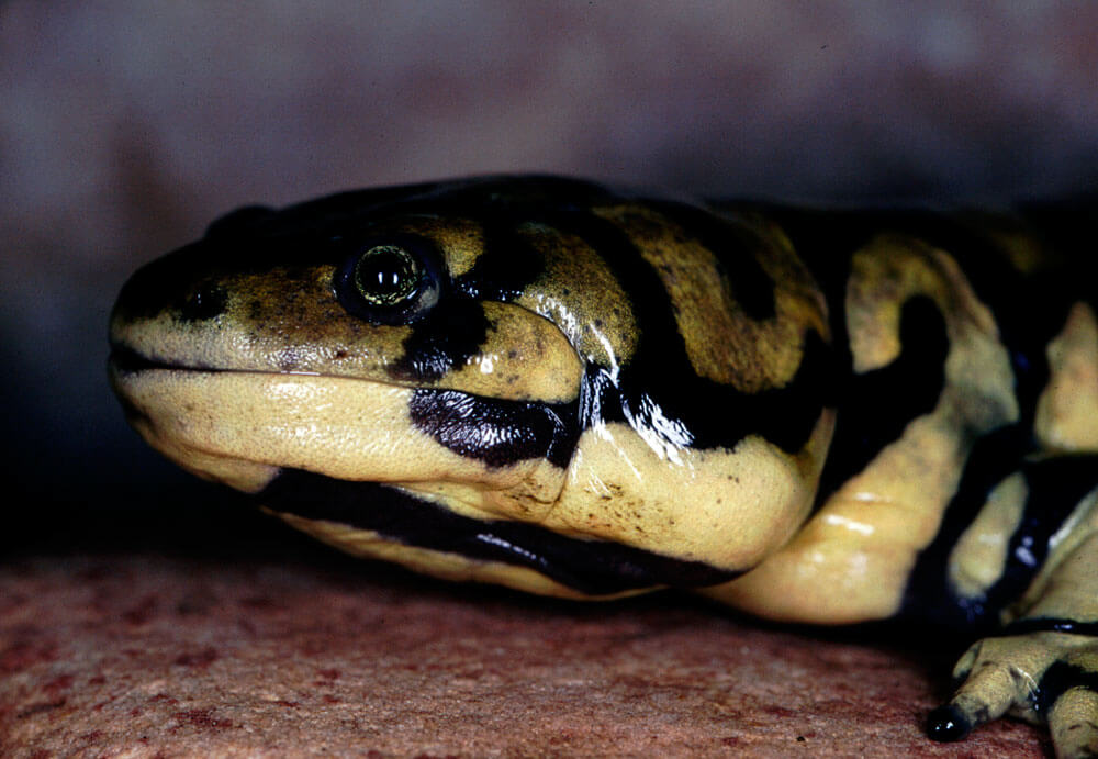 Tiger Salamander