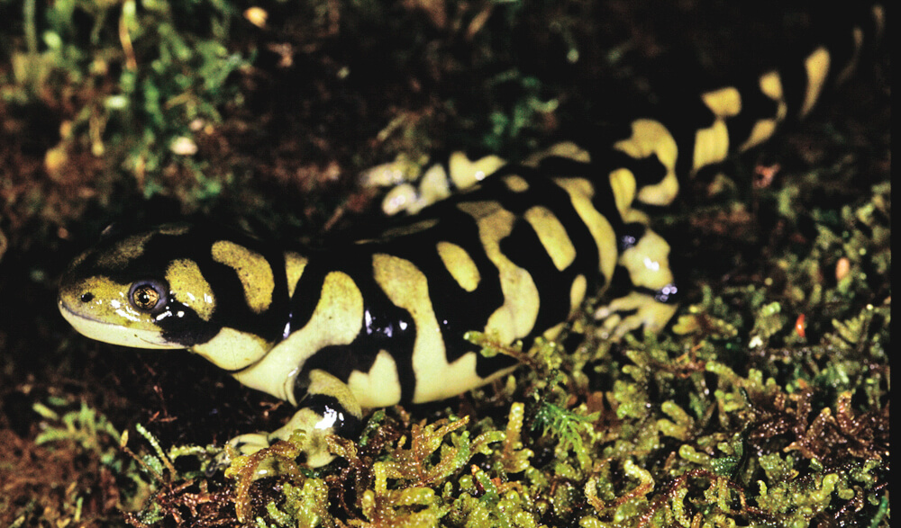 Tiger Salamander