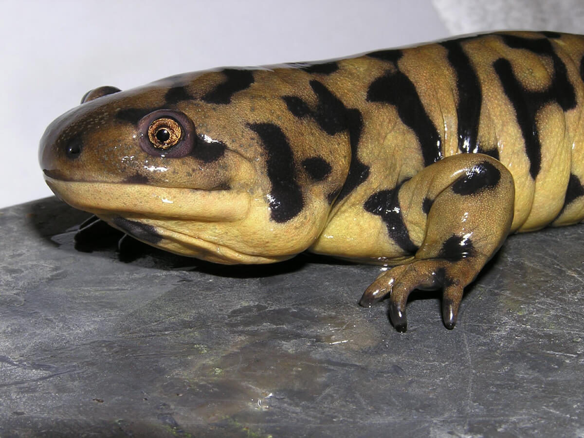 Salamander Information | Salamander Fun Facts | Reptile Gardens | Reptile  Gardens