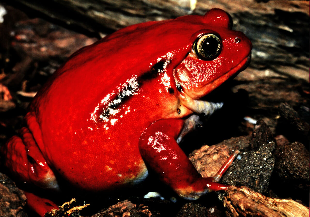 Tomato Frog