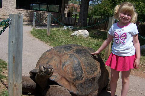 Alanna and the Tortoise