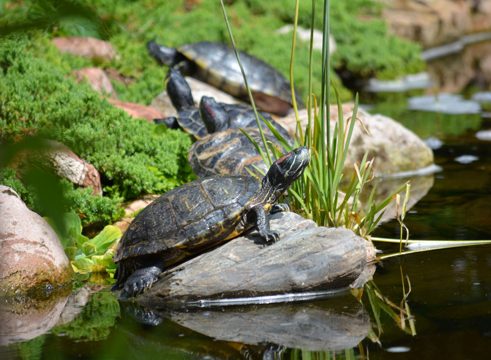 Tortuga Falls Turtles