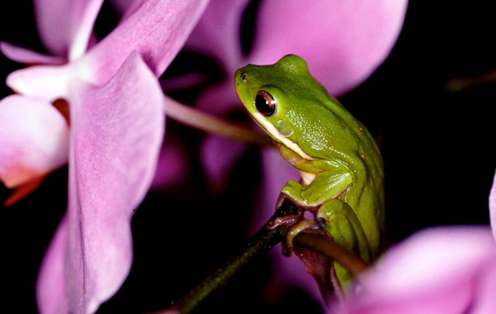 Tree Frog