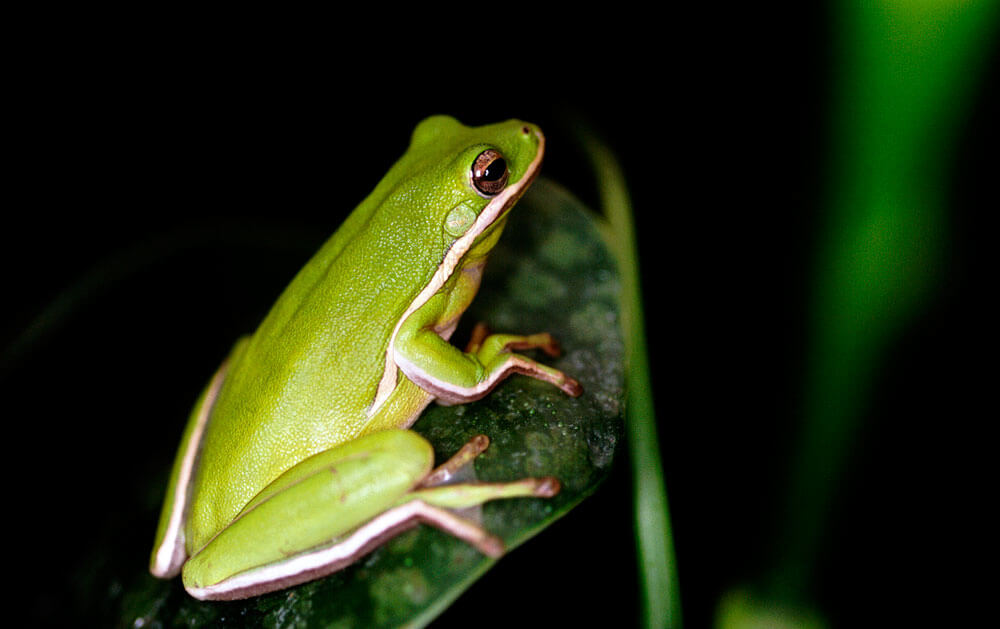 Tree Frog