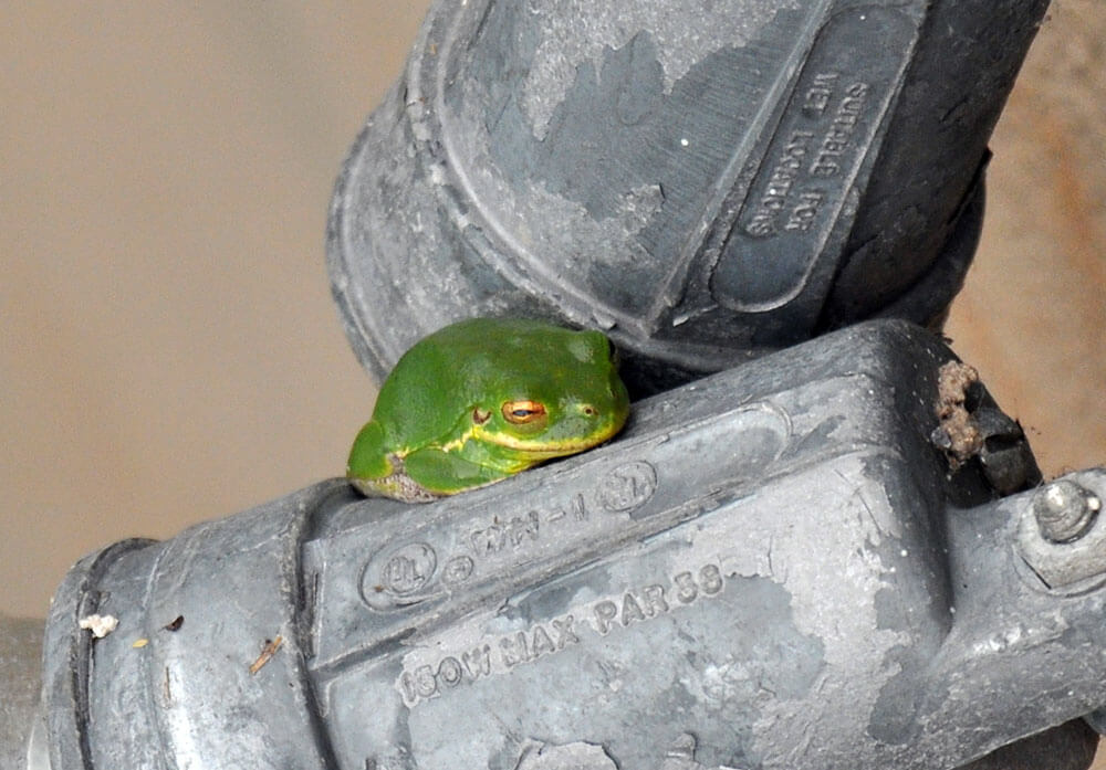 Tree Frog