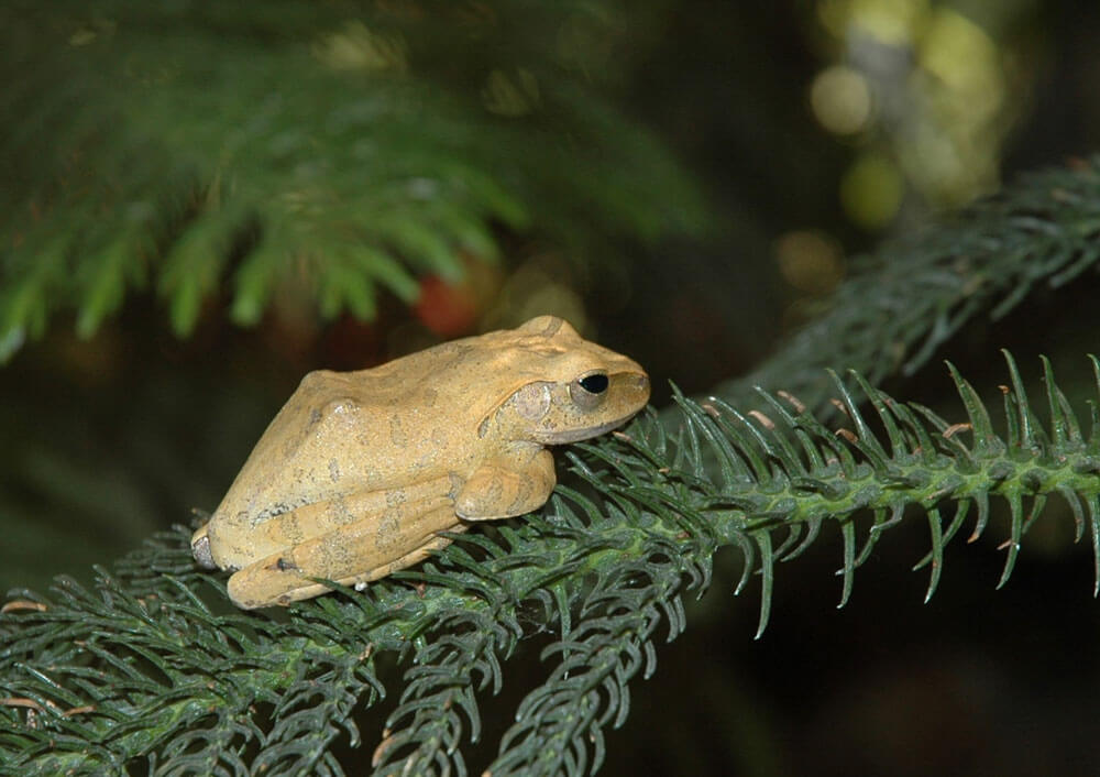 Tree Frog