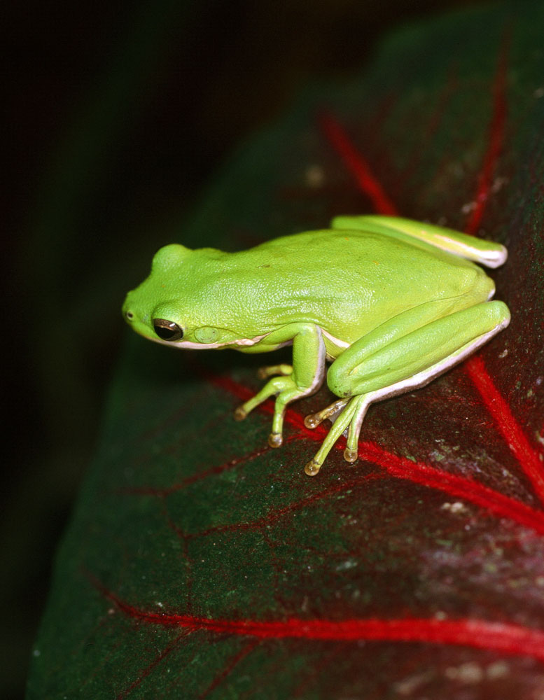 Tree Frog