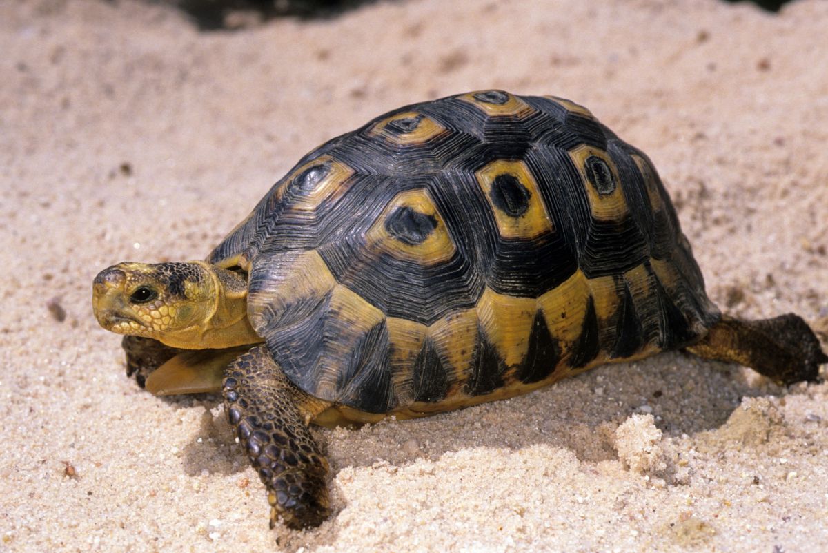 Indian flapshell turtle - Wikipedia