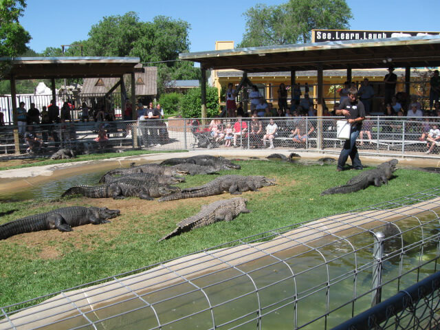 gator show