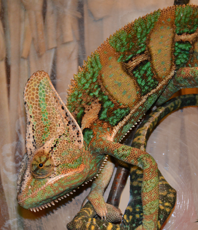 Veiled Chameleon