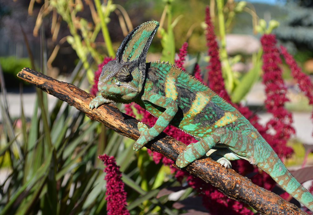 Veiled Chameleon