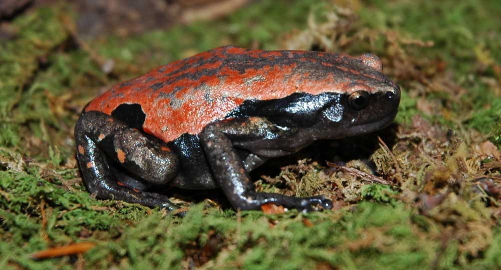 Walking Frog