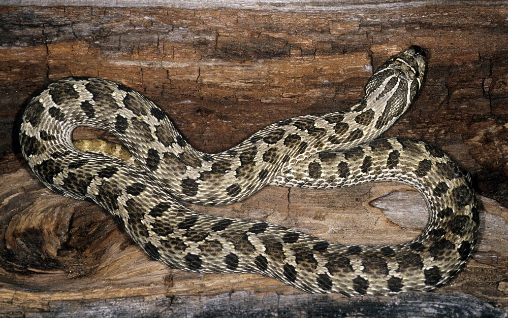 western-hognose.jpg