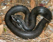 Image of a black Eastern Hognose Snake.