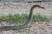Image of a Eastern Yellow-bellied Racer moving across a gravel patch with its head perched up.