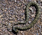 South Dakota Snakes | Snake Handling | Reptile Gardens | Reptile Gardens