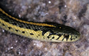 A close up image of the head of a Western Plains Garter Snake.