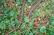 Image of a Red-sided Garter Snake in grass.