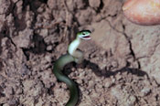 Image of a small Smooth Green snake.