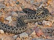 Image of a Wandering Garter Snake.