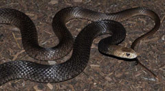 Australian Brown Snake