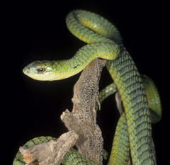 Boomslang