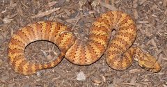 Death Adder